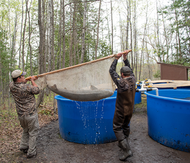two natural resources staff people carrying a net holding a sturgeon, lifting it into a water tank
