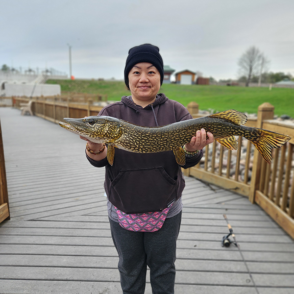 Northern pike held by angler on a pier 
