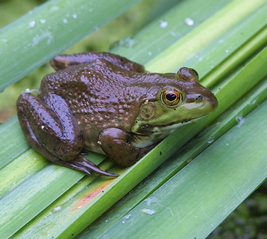 frog on a leaf