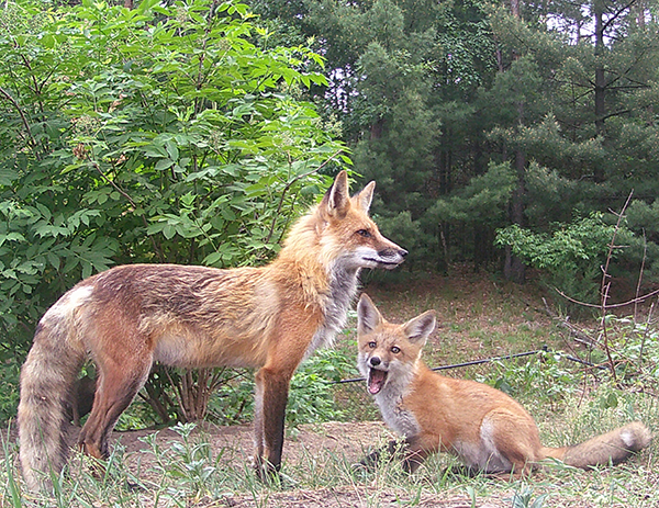 fox adult and young fox