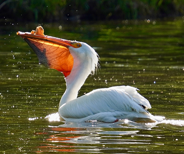 a pelican eating on the water