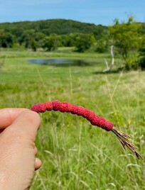 Berries threaded on a straw.