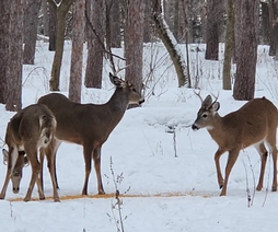 deer in snow feeding on a corn pile