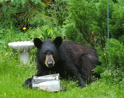 bear with a bird feeder it's eating out of