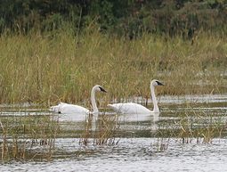 trumpeter swans