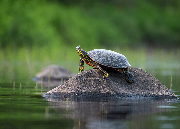 painted turtle on a rock on the water