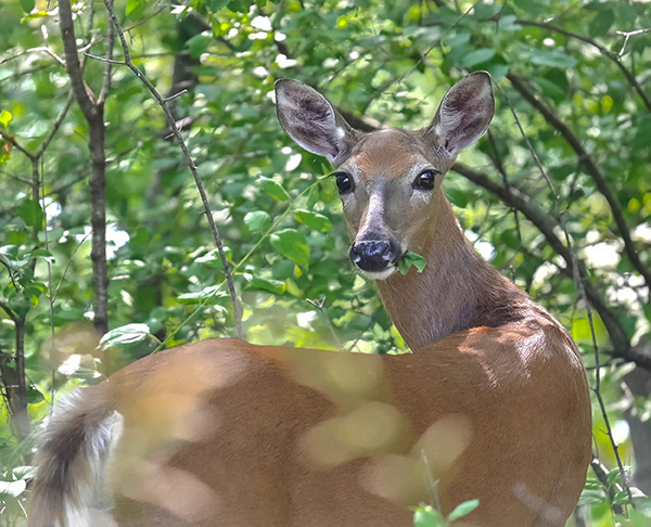 deer looking back at photographer in the shade and sun