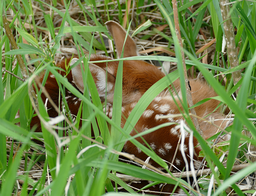 fawn in grass