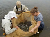 Biologists examine a seine net full of small fish