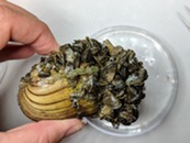 Zebra mussels covering native mussel shell