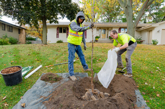 Two people in fluorescent vests plant a tree