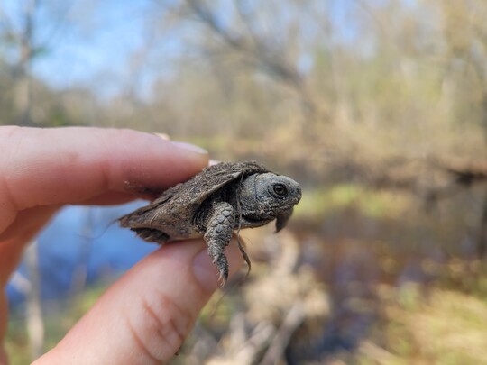 a small wood turtle held between two fingers