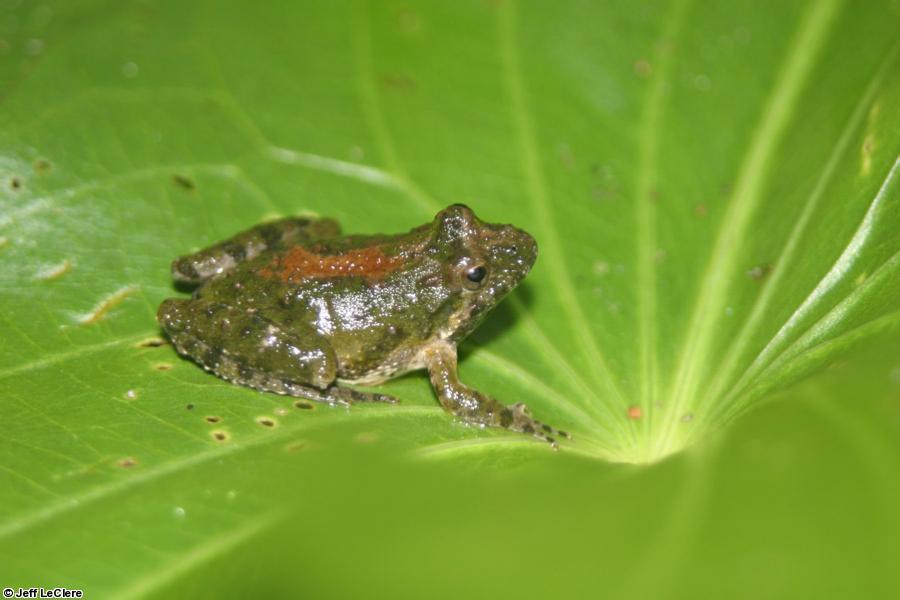 a blanchard's cricket frog on a green leaf