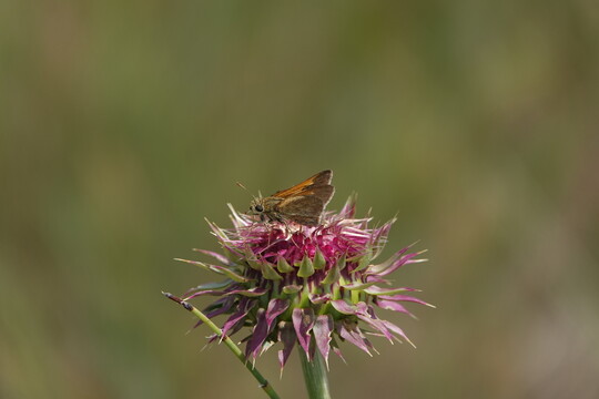 a dakota skipper butterfly on a pink thistle like flower