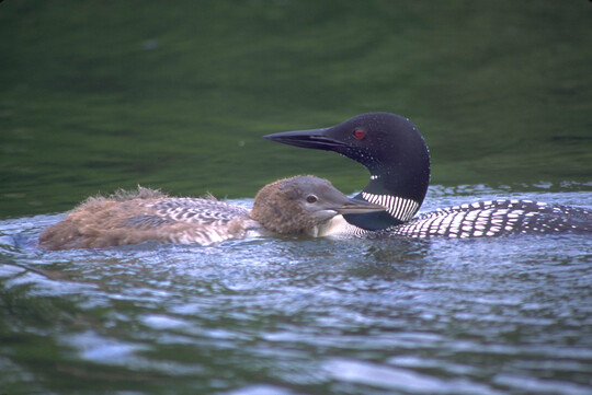 an adult loon swimming in a lake next to a chick