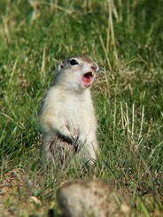 a richardson ground squirrel standing and calling