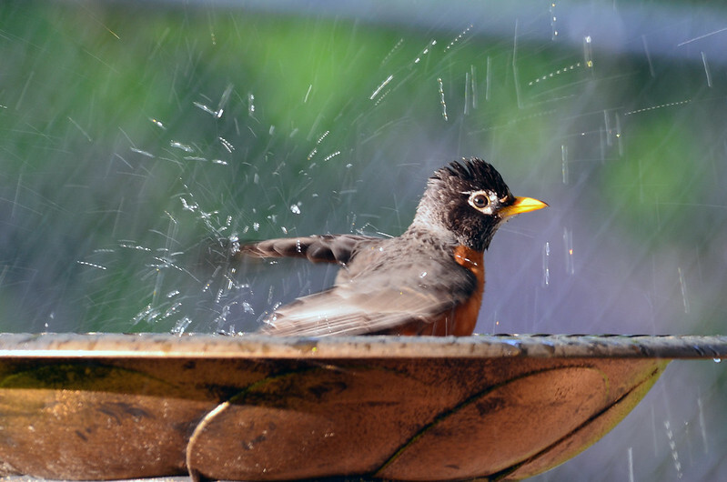 a robin splashing in a bird bath