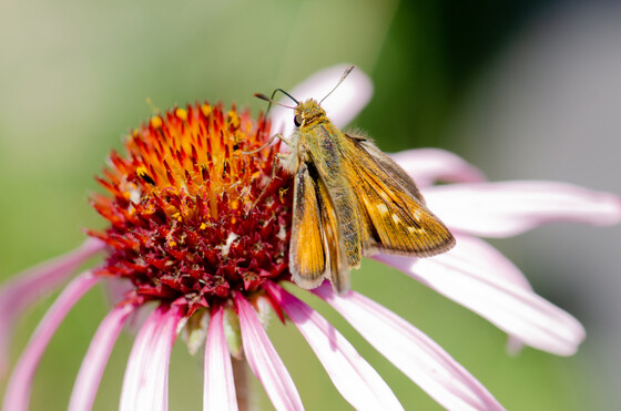 A Dakota skipper perched on the bloom of a flower