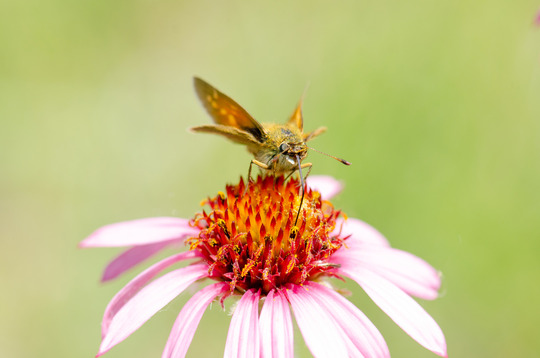 A butterfly drinks nectar from the head of a purple plant