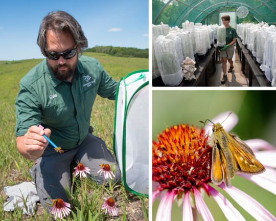 A collage of the Dakota skipper reintroduction