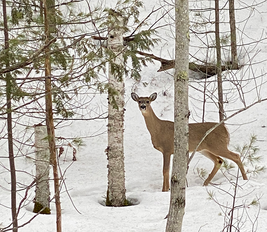 a deer in snow in a forest