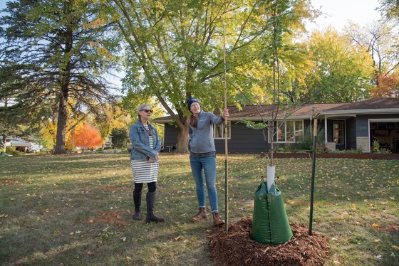 Two people planting a tree