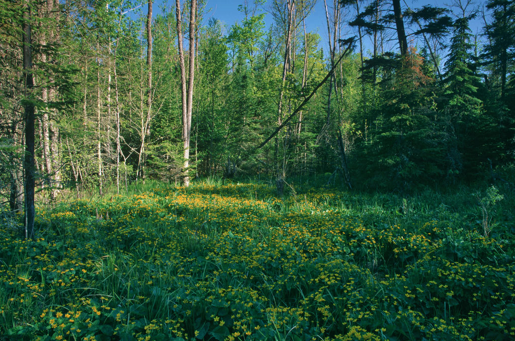 Marsh marigold blooming in small hardwood swamp. © ColdSnap Photography