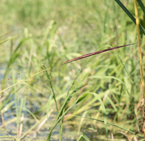 up close on wild rice plant growing over water