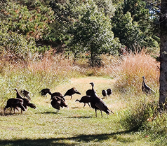 bunch of wild turkeys on a trail
