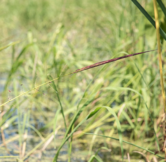 up close on wild rice growing