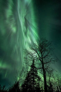 Northern lights with silhouettes of trees against the sky.