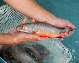 a brook trout adult brood stock fish in a DNR hatchery held by DNR Fisheries staff