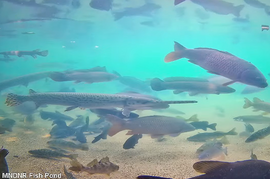 screenshot of the live webcam of the DNR fish pond at the Minnesota State Fair with lots of native fish on camera