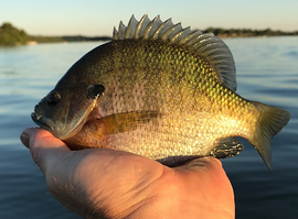 a large sunfish held in a hand with a lake in the background