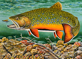 trout and salmon stamp contest winner