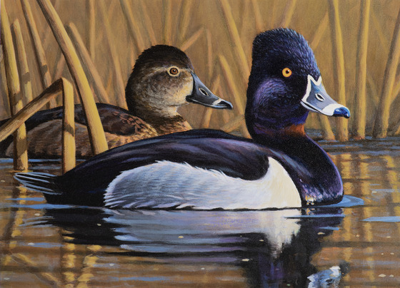 An acrylic painting of a ring-neck duck