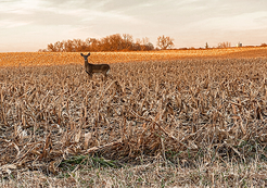 an antlerless deer standing in field