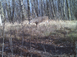 buck from a trail cam photo