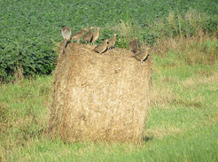 several pheasants on top of a roadside hay bail
