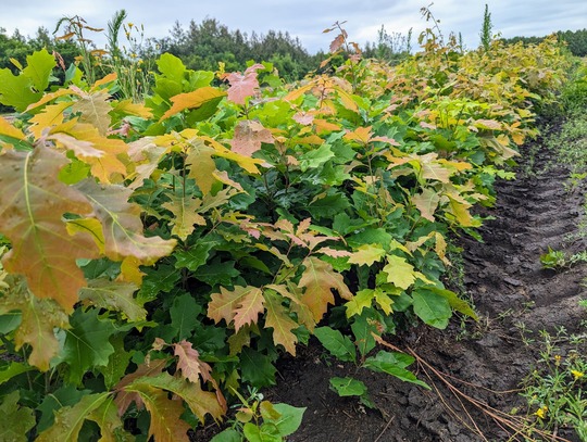 Red oak seedlings