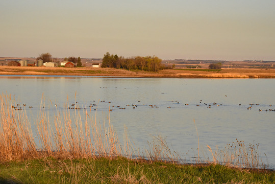 A flock of birds on a placid lake, colored orange by the sunrise