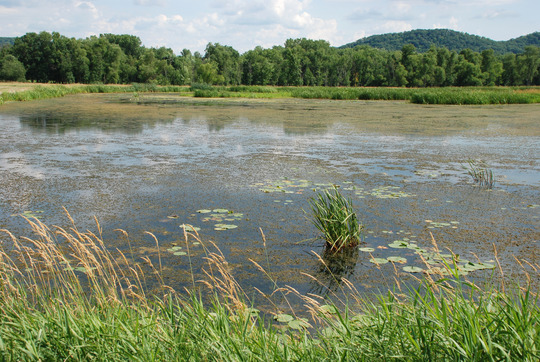 A wetland surrounded by green plants with a forest in the background