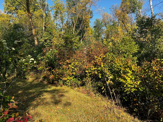 Mowed trail surrounded by bushes and trees that are starting to show fall colors.