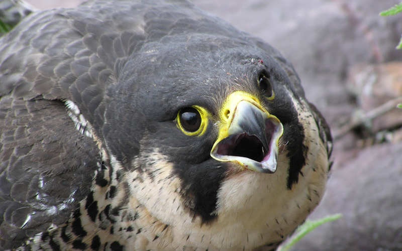 Peregrine falcon looking at the camera.