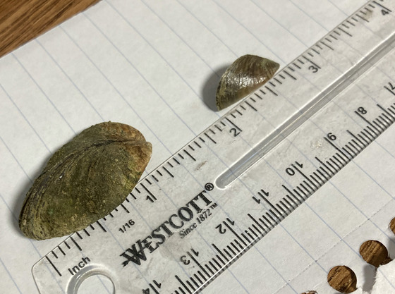 A ruler next to two zebra mussels on a piece of paper.