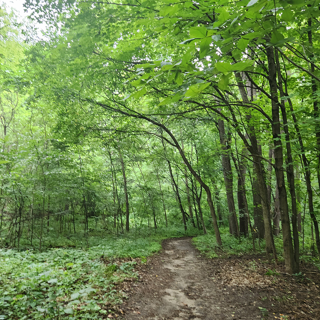 The green foliage of Wood-Rill SNA
