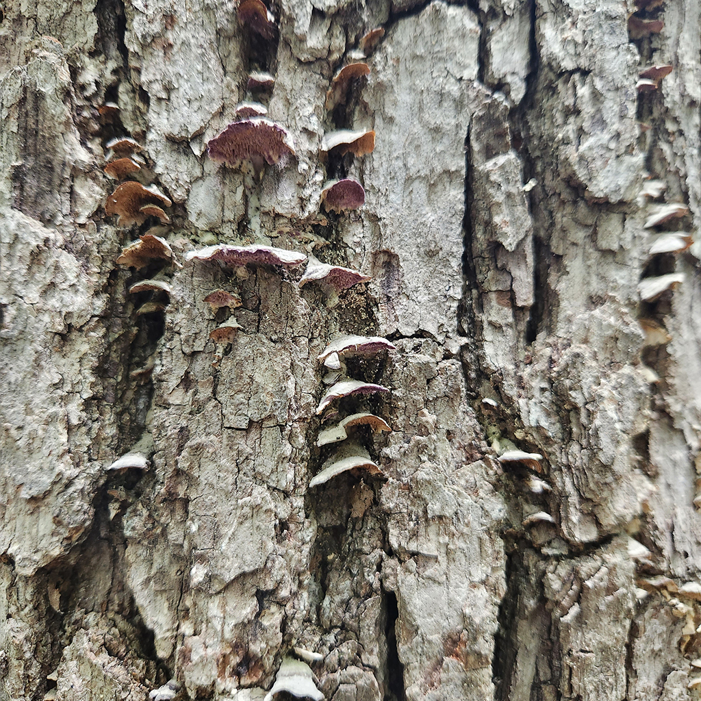 Violet-toothed polypore 