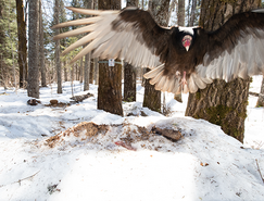 a vulture on a trail cam at a gut pile