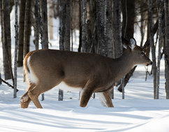 deer in deep snow