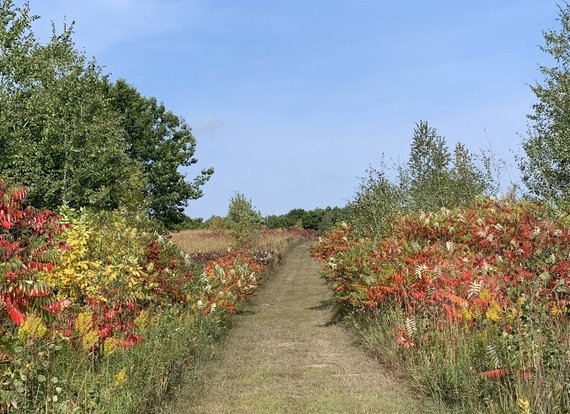A mowed trail flanked by prairie plants showing their best fall colors.